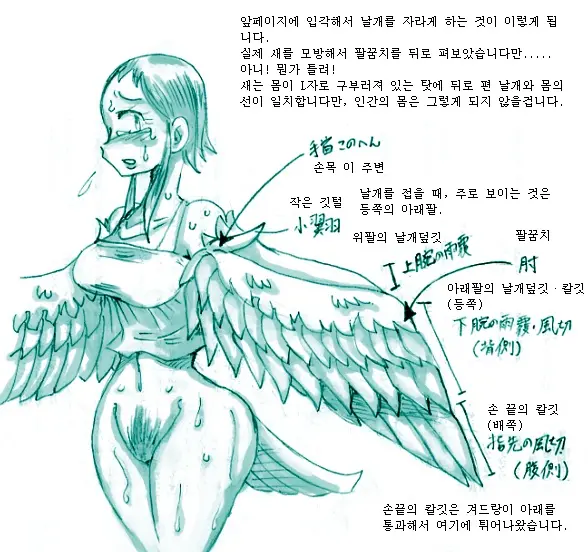 Tori TF Ni Kansuru Kousatsu To Renshuu | Study And Practice About Bird TF